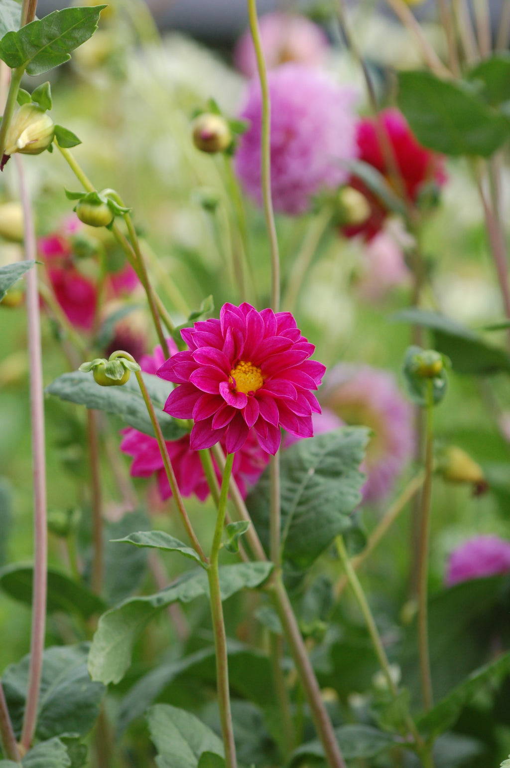 Dahlia box Purple Haze