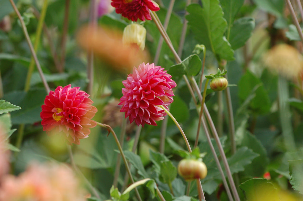 Dahlia box Pomegranate Blossom