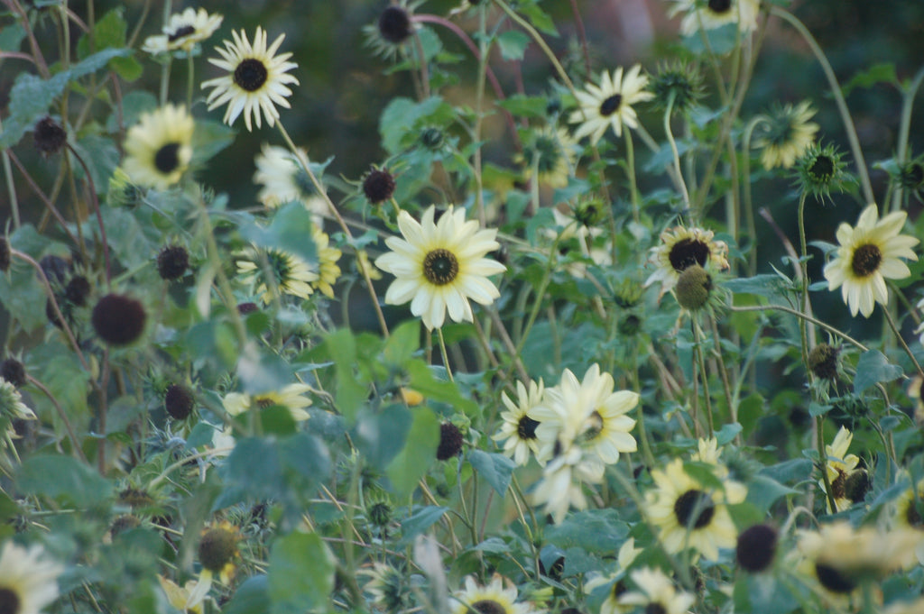 Helianthus debilis 'Vanilla Ice' (zonnebloem) - Bloemenzaad voor langbloeiende bloemen