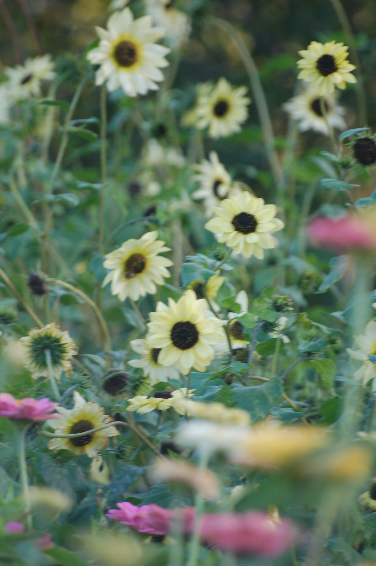 Helianthus debilis 'Vanilla Ice' (zonnebloem) - Bloemenzaad voor langbloeiende bloemen