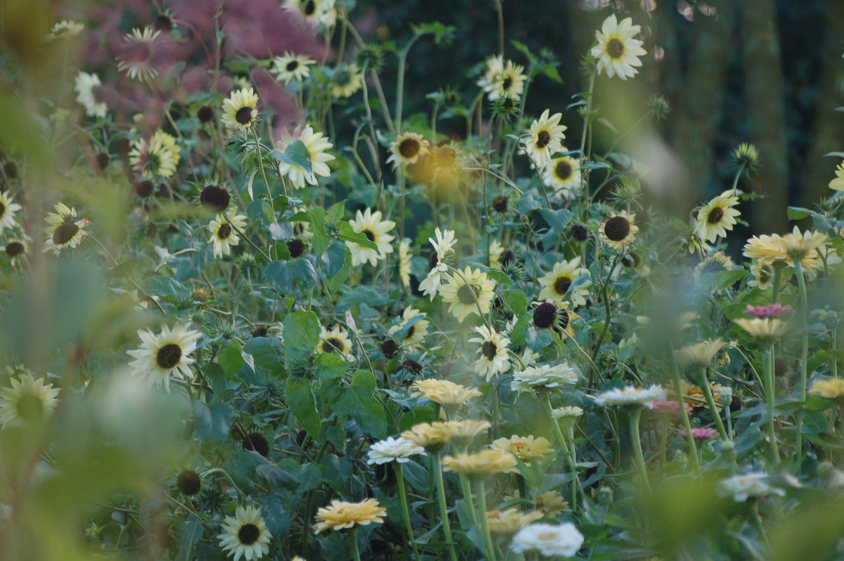 Helianthus debilis 'Vanilla Ice' (zonnebloem) - Bloemenzaad voor langbloeiende bloemen