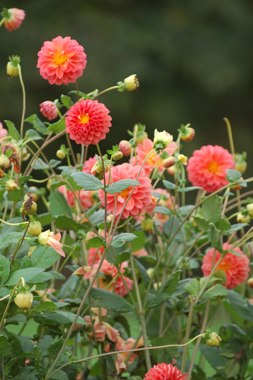 Dahlia box Pomegranate Blossom