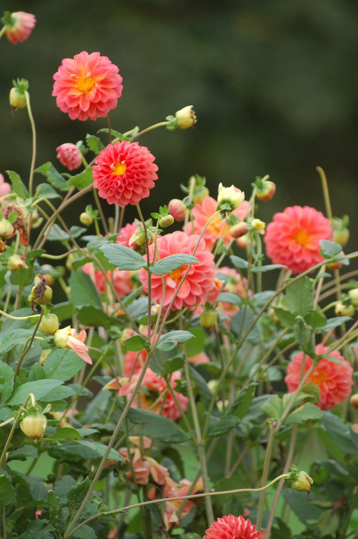 Dahlia box Pomegranate Blossom
