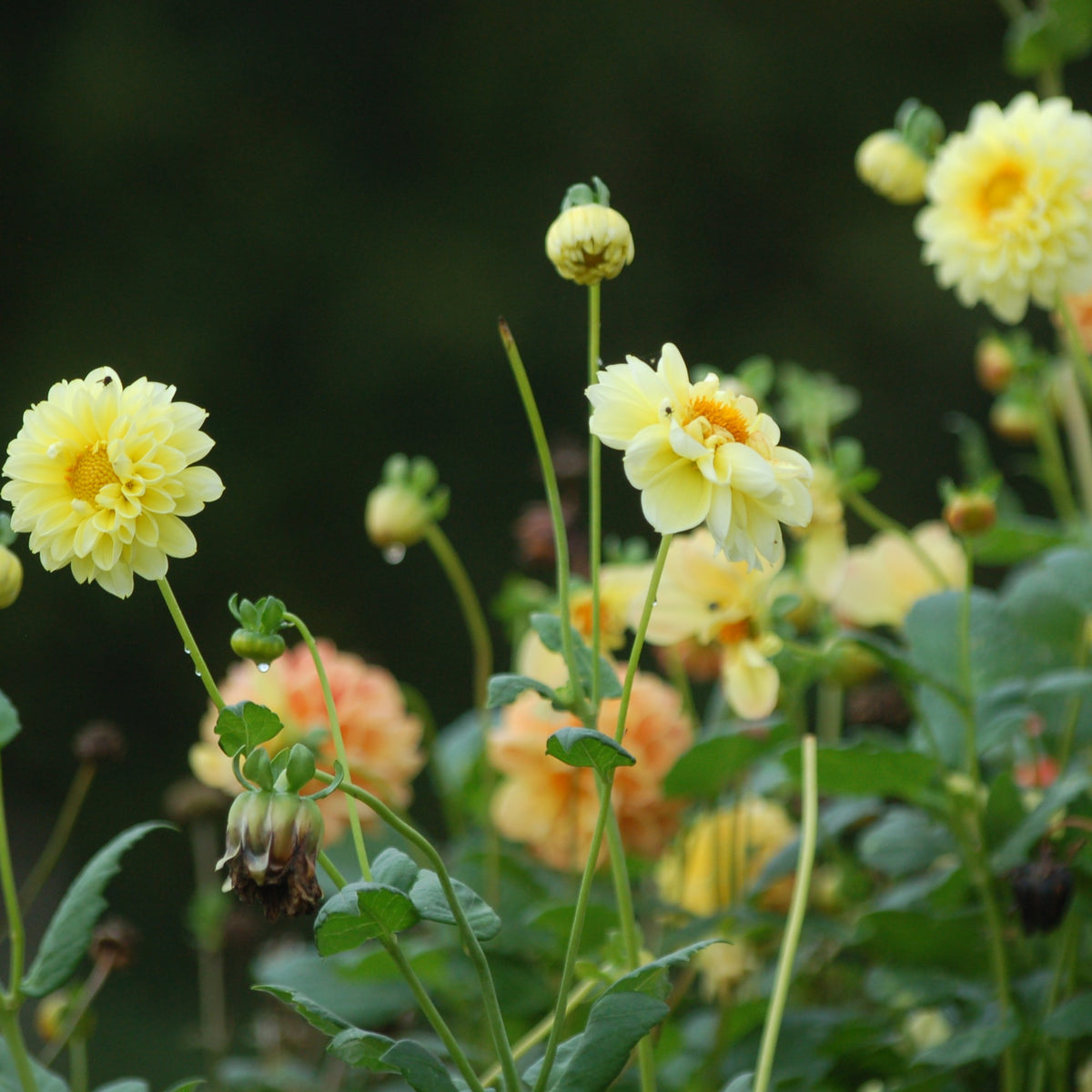 Dahlia box Soft Sorbet Bloom 2