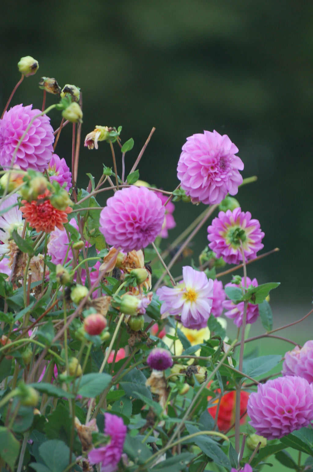 Dahlia box Purple Haze