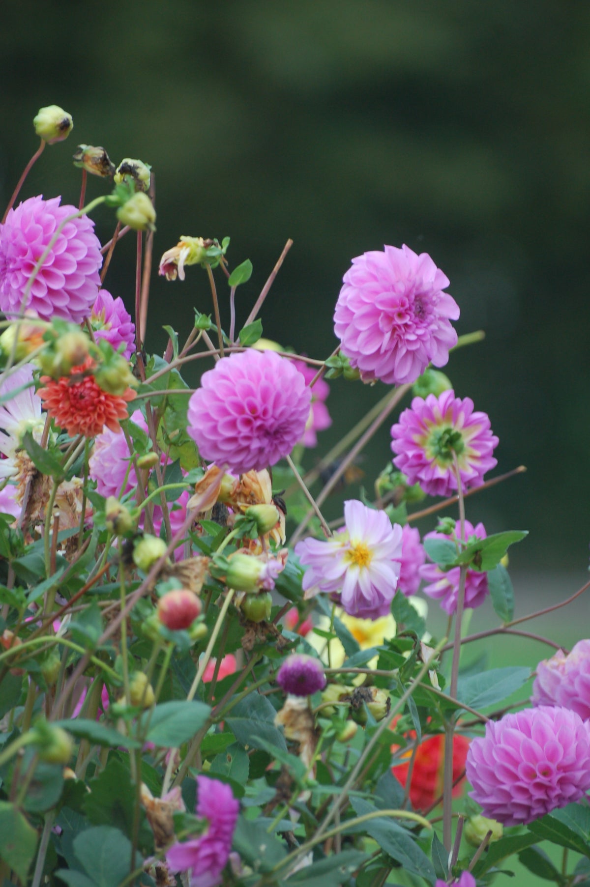 Dahlia box Purple Haze