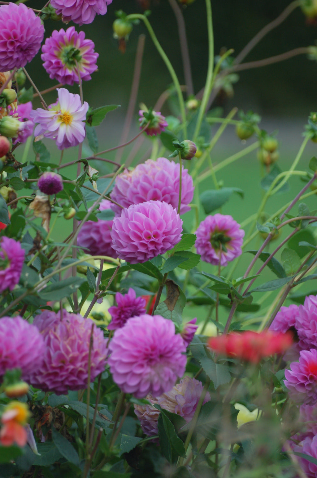 Dahlia box Purple Haze