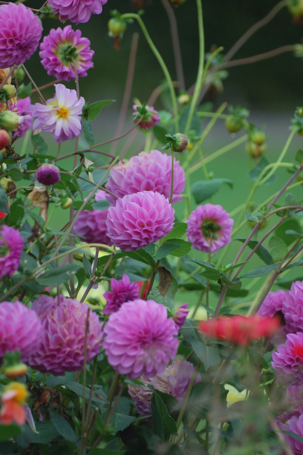 Dahlia box Purple Haze
