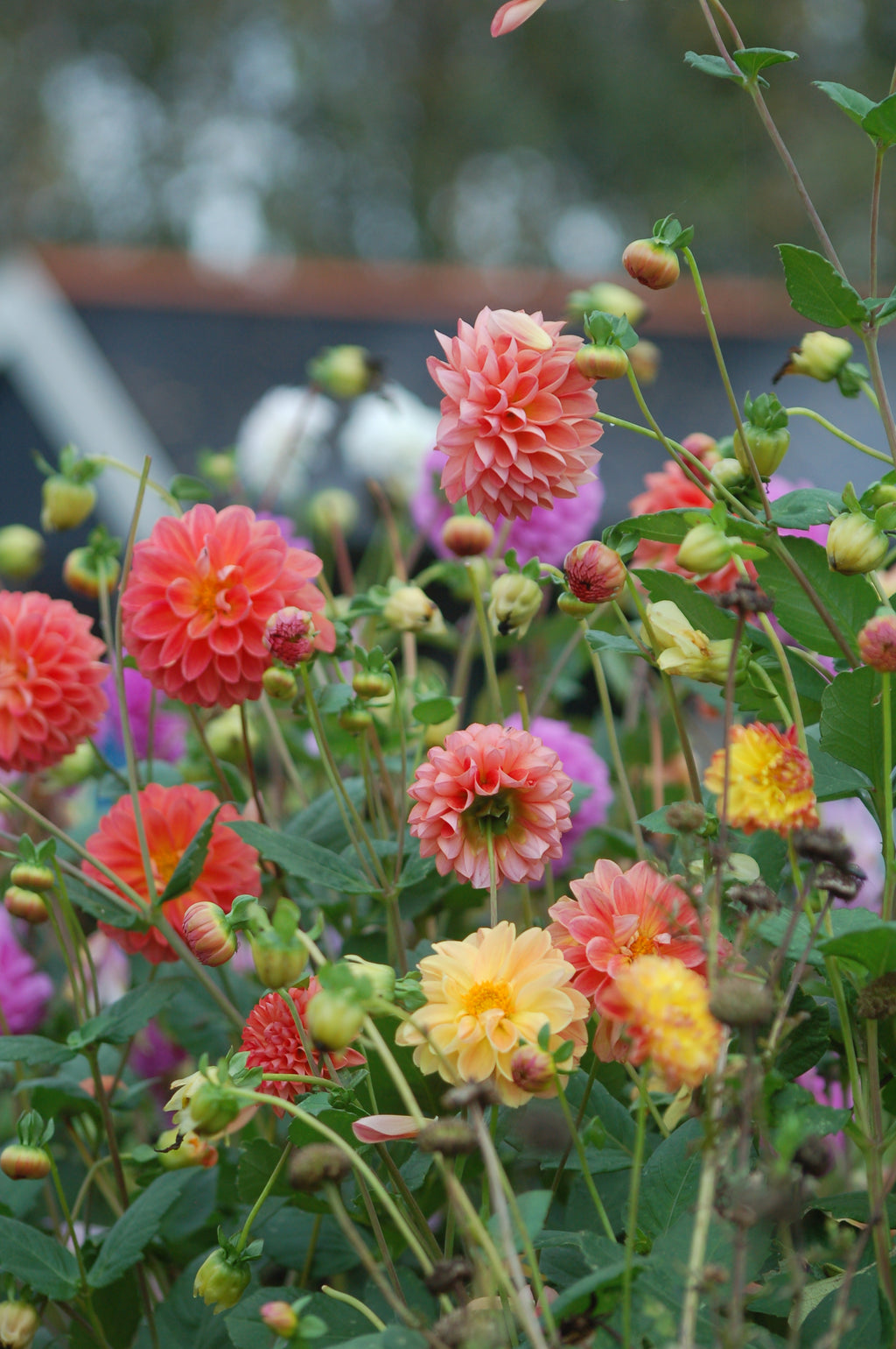 Dahlia box Pomegranate Blossom