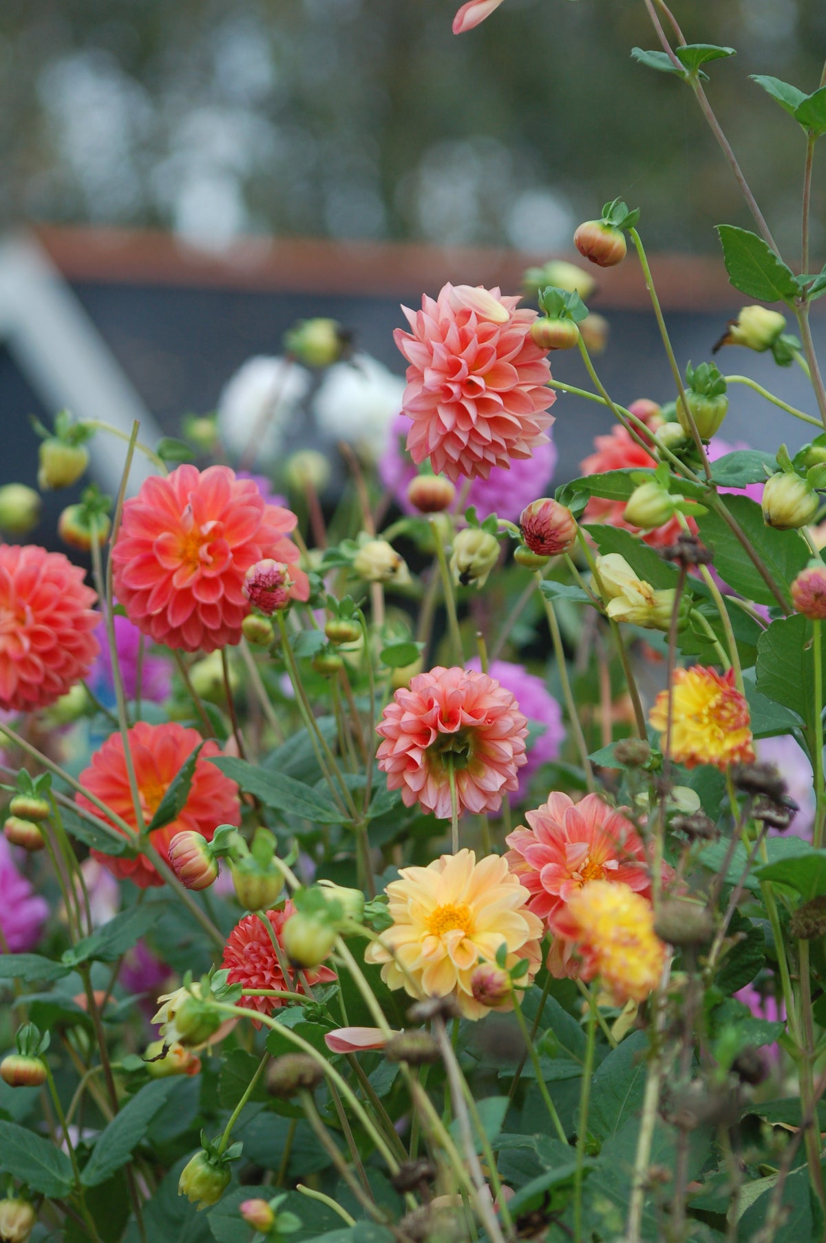 Dahlia box Pomegranate Blossom