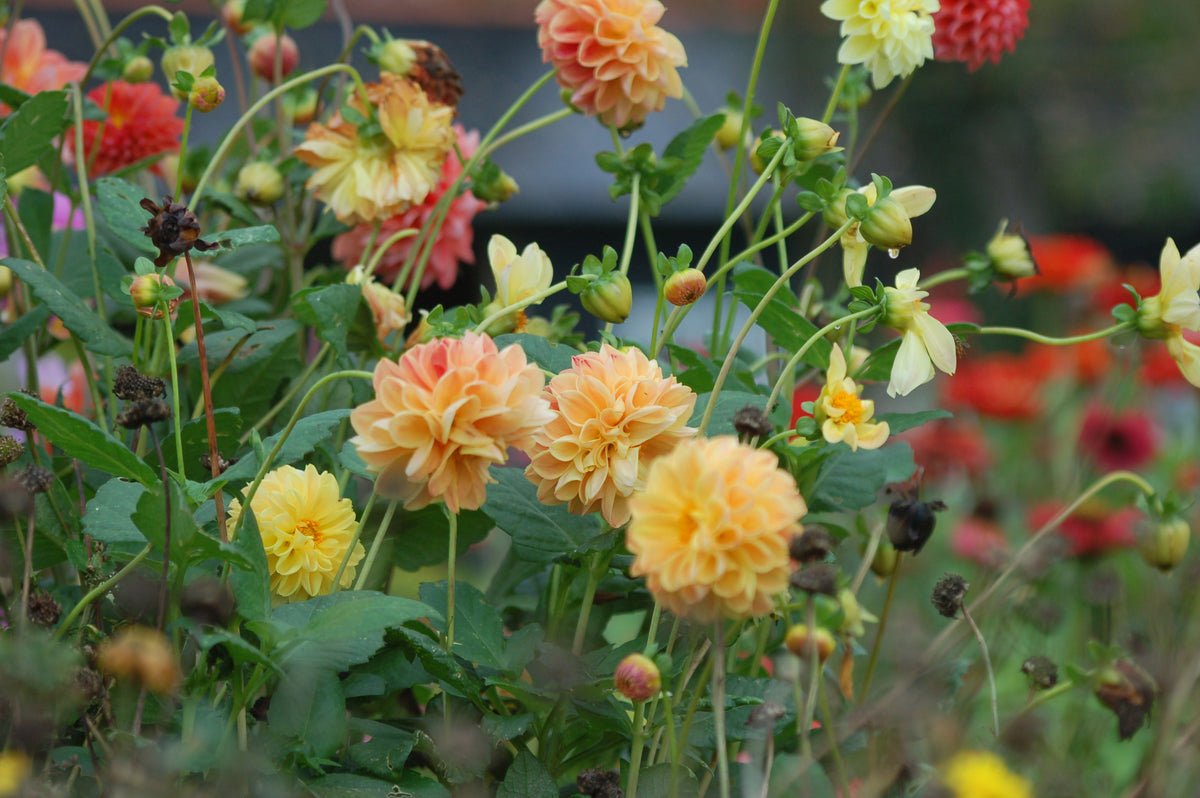 Dahlia box Soft Sorbet Bloom 2