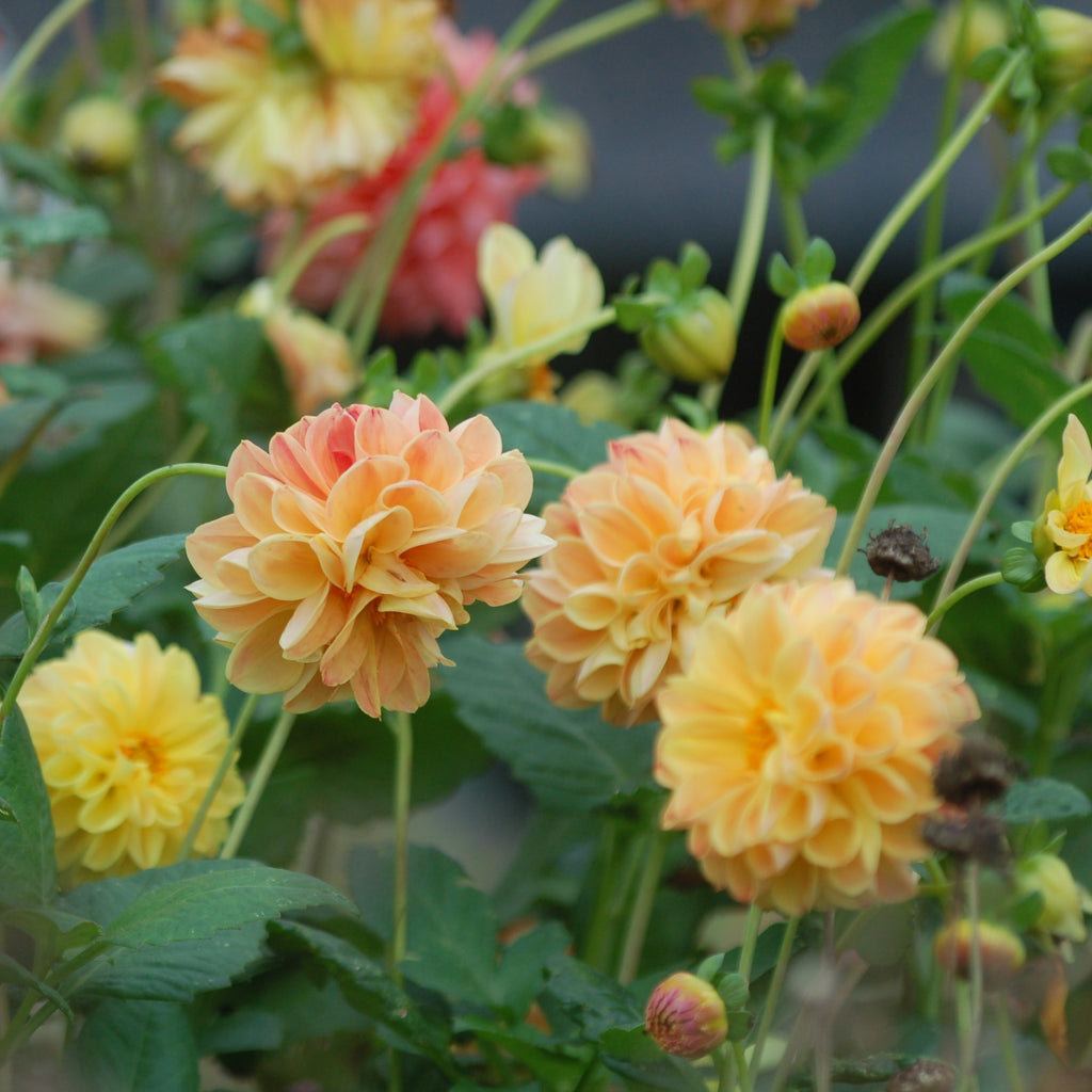 Dahlia box Soft Sorbet Bloom 2