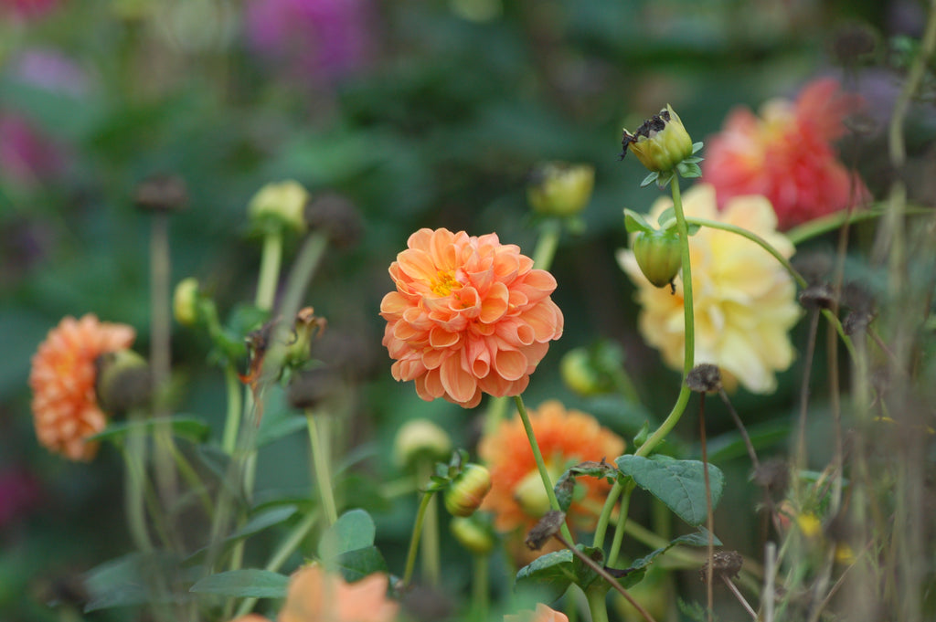 Dahlia box Soft Sorbet Bloom 2