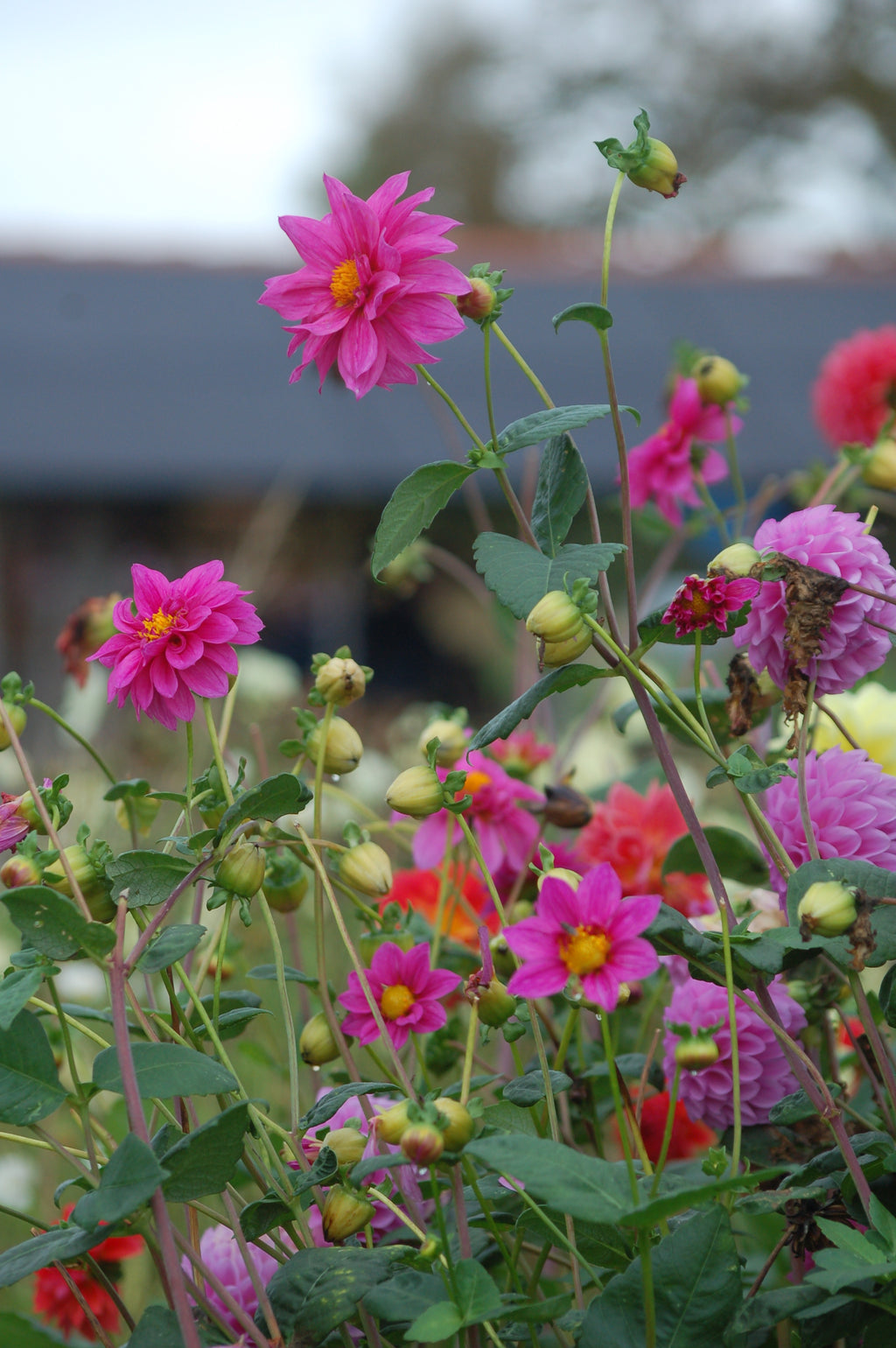 Dahlia box Soft Sorbet Bloom 2