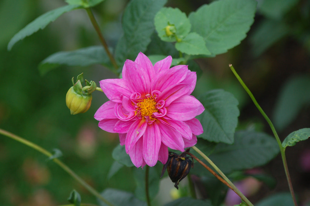 Dahlia box Soft Sorbet Bloom 2