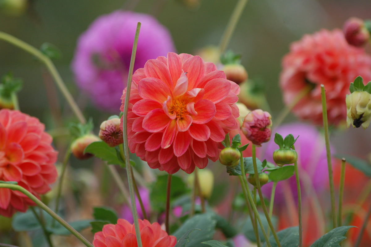 Dahlia box Pomegranate Blossom