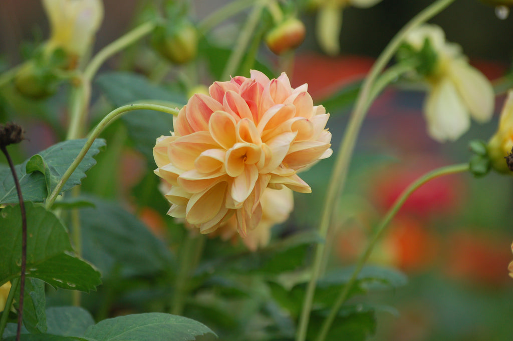 Dahlia box Soft Sorbet Bloom 2