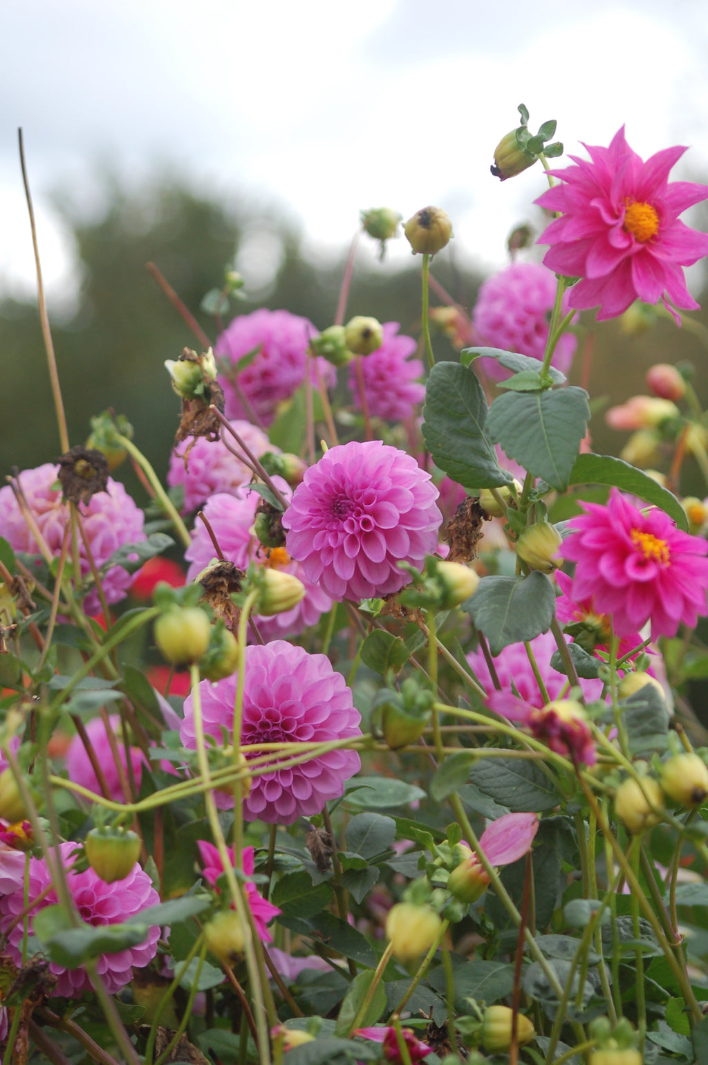 Dahlia box Purple Haze