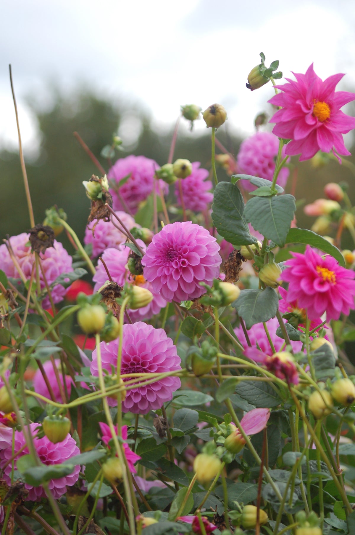 Dahlia box Purple Haze