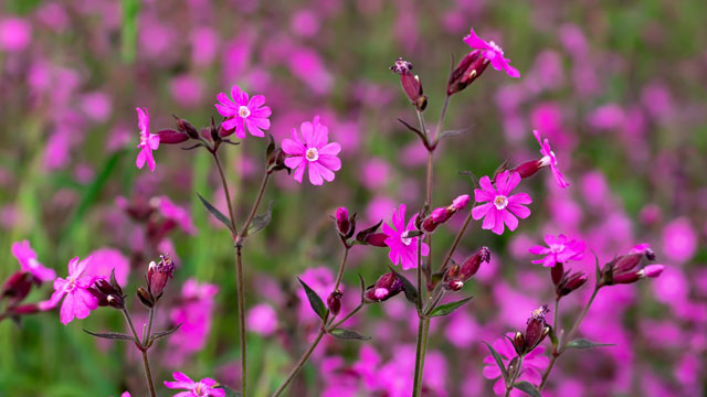 Silene dioica (dagkoekoeksbloem) - Bloemenzaad voor inheemse planten