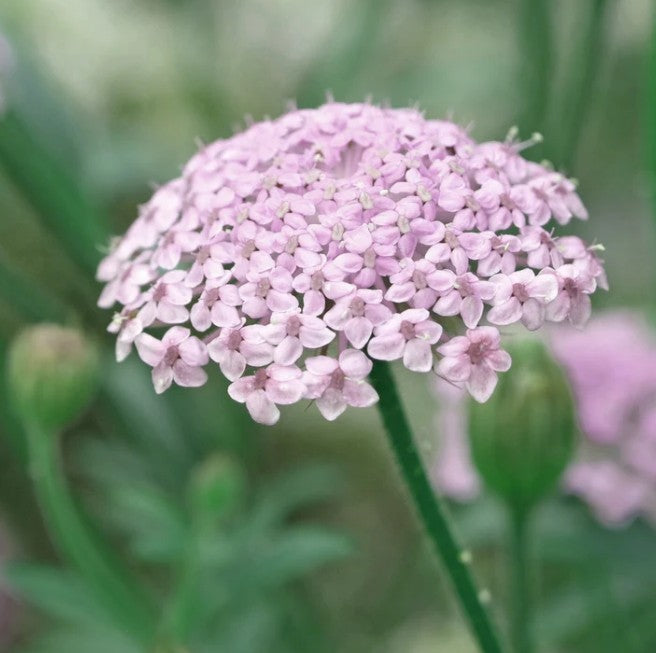 Didiscus (kantbloem)