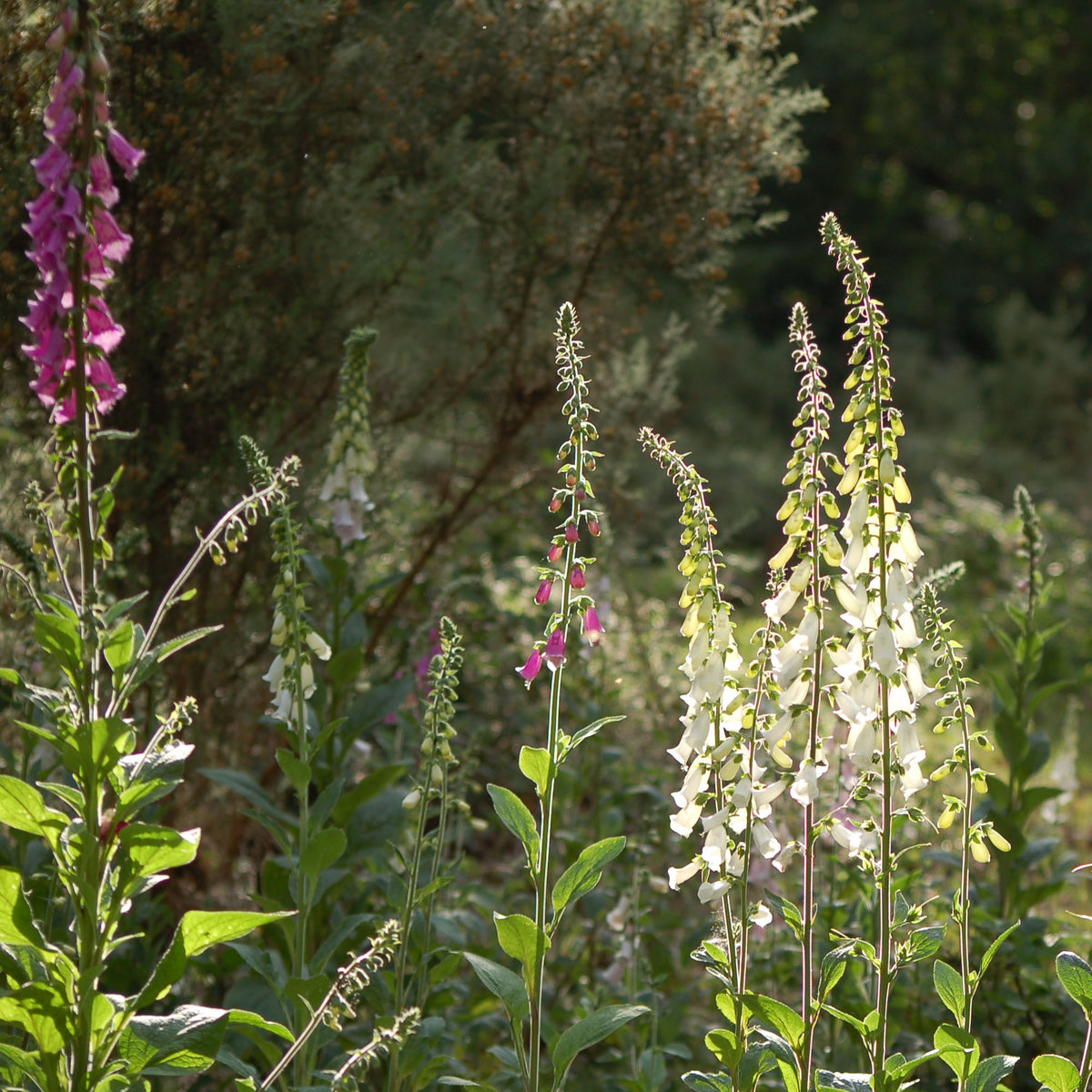 Digitalis purpurea (Vingerhoedskruid)  - Inheems Bloemenzaad voor Schaduwborder
