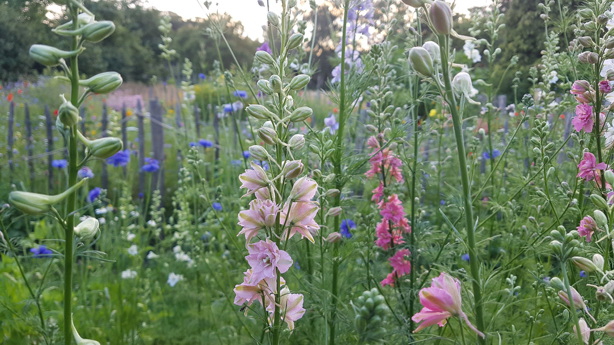 Delphinium consolida (ridderspoor mix) - Bloemenzaad voor in de zon