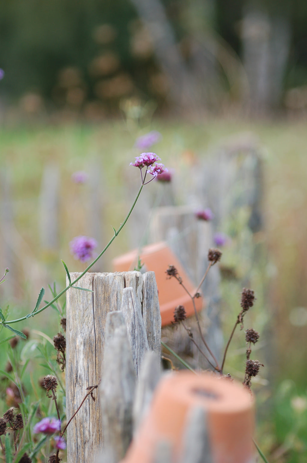 Verbena bonariensis (ijzerhard) - Bloem voor insecten