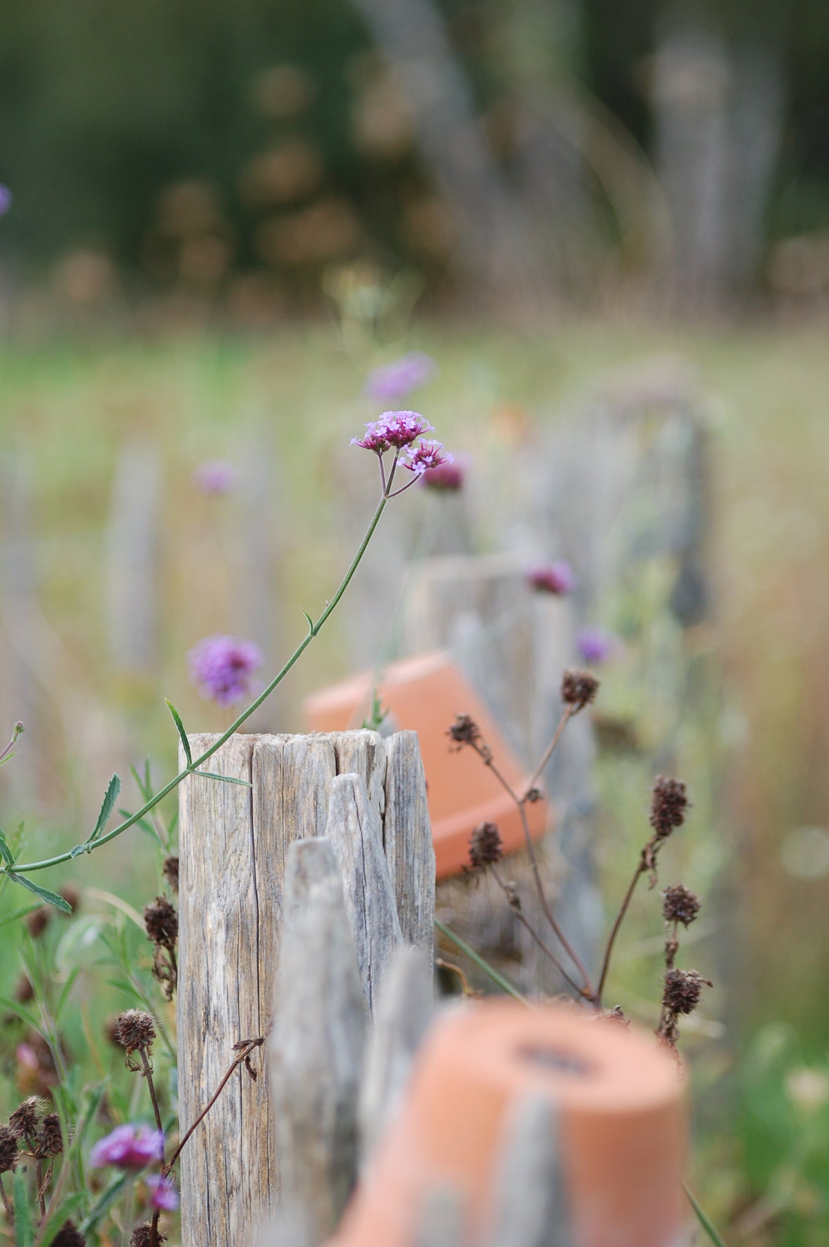 Verbena bonariensis (ijzerhard) - Bloem voor insecten