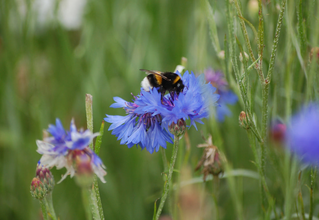 Centaurea cyanus - korenbloem blauw