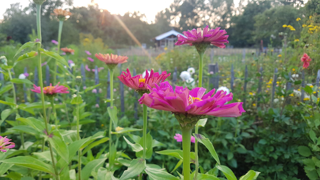 Zinnia elegans Do It Yourselves mix (Zinnia) - Bloemenzaad voor langbloeiende bloemen