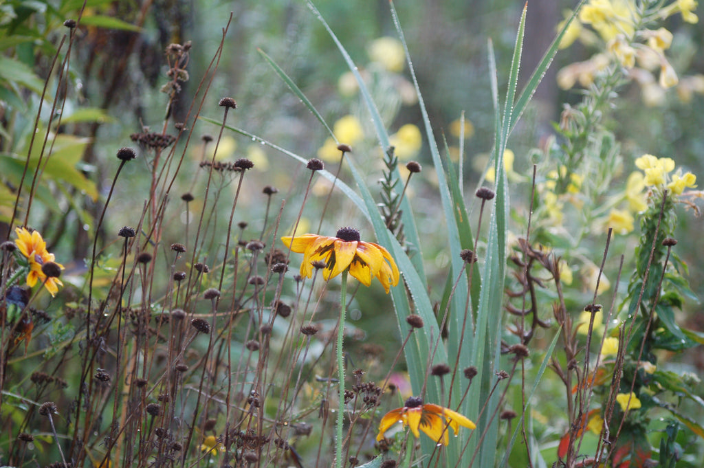 Rudbeckia hirta 'Indan Summer' & 'Cappuccino' (zonnehoed) - Bloemenzaad voor langbloeiende bloemen