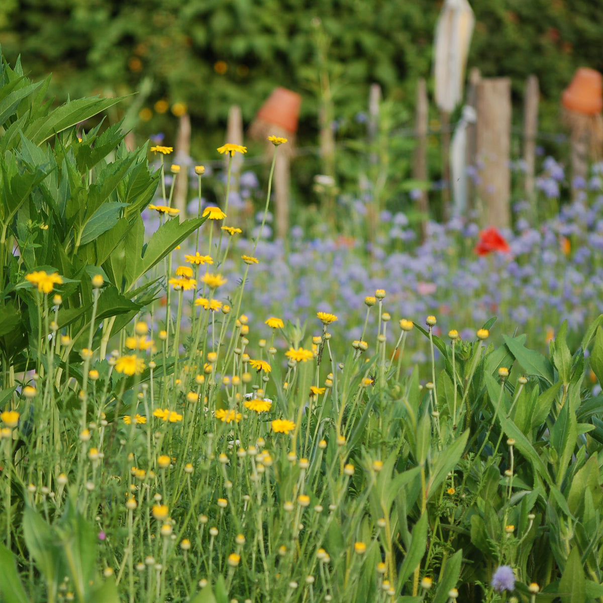 Anthemis tinctoria - gele kamille bloemzaden kopen