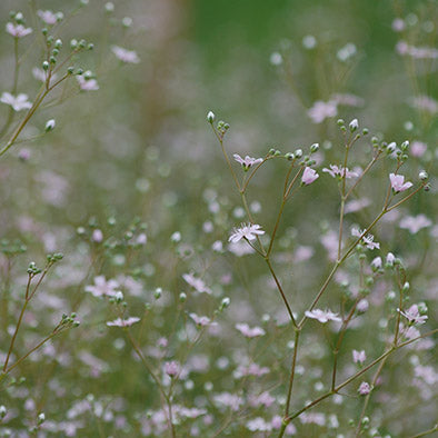 Gypsophila elegans 'Rosea' (gipskruid) - Bloemenzaad voor bijenplant
