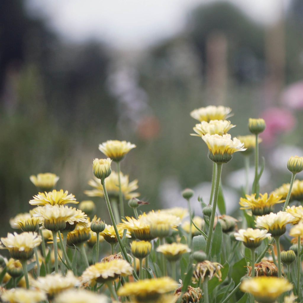 Zadenmix: GEEL ORANJE ROZE - Groot verpakking
