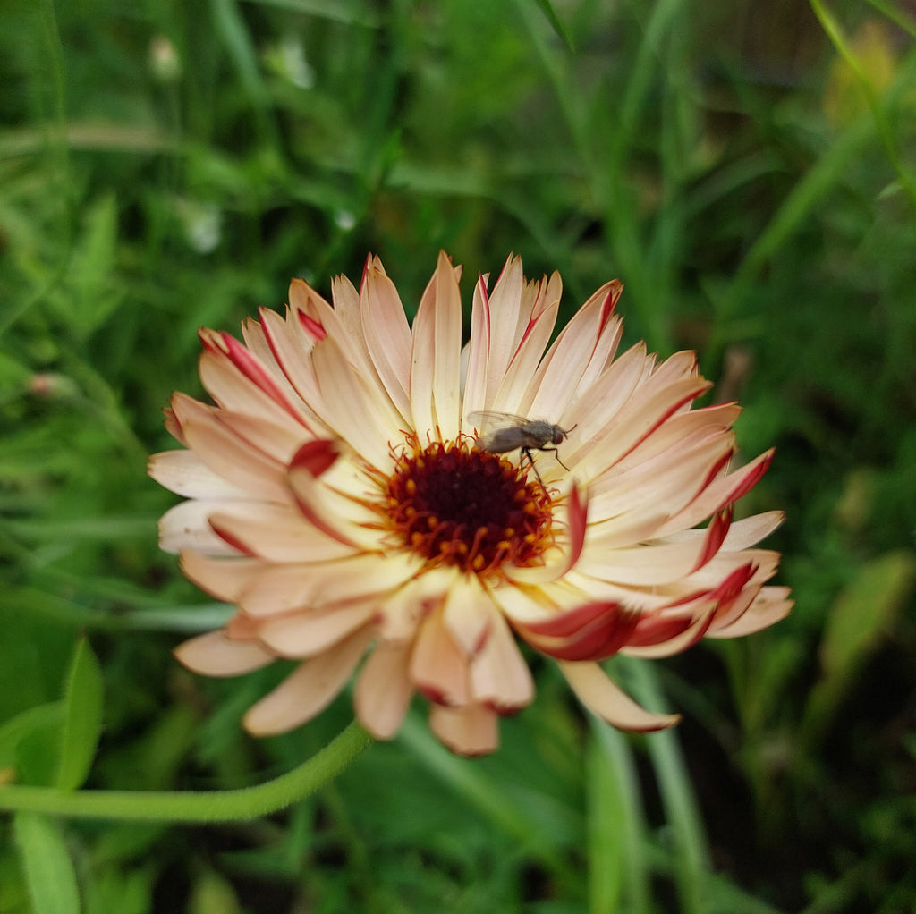 Calendula officinalis 'Touch of Red' - goudsbloem