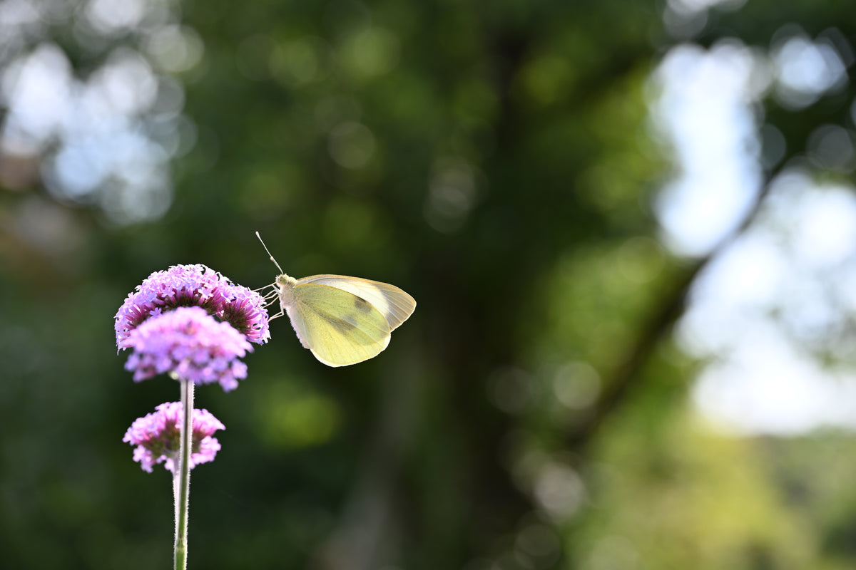 Verbena bonariensis (ijzerhard) - Bloem voor insecten