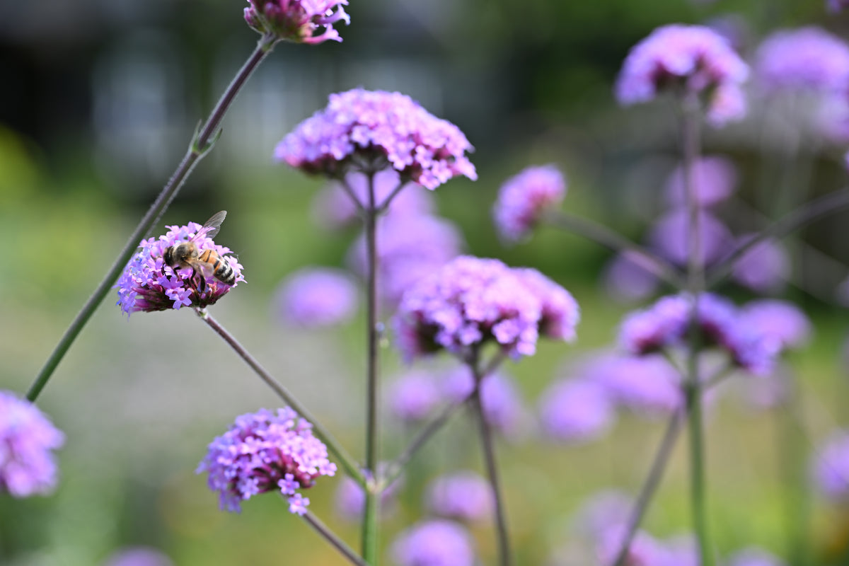 Verbena bonariensis (ijzerhard) - Bloem voor insecten
