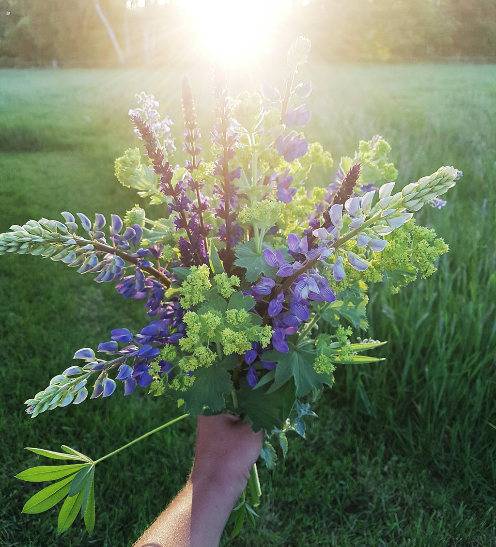 Lupinus polyphyllus (vaste lupine) - Bloemenzaad voor inheemse schaduw bloemen