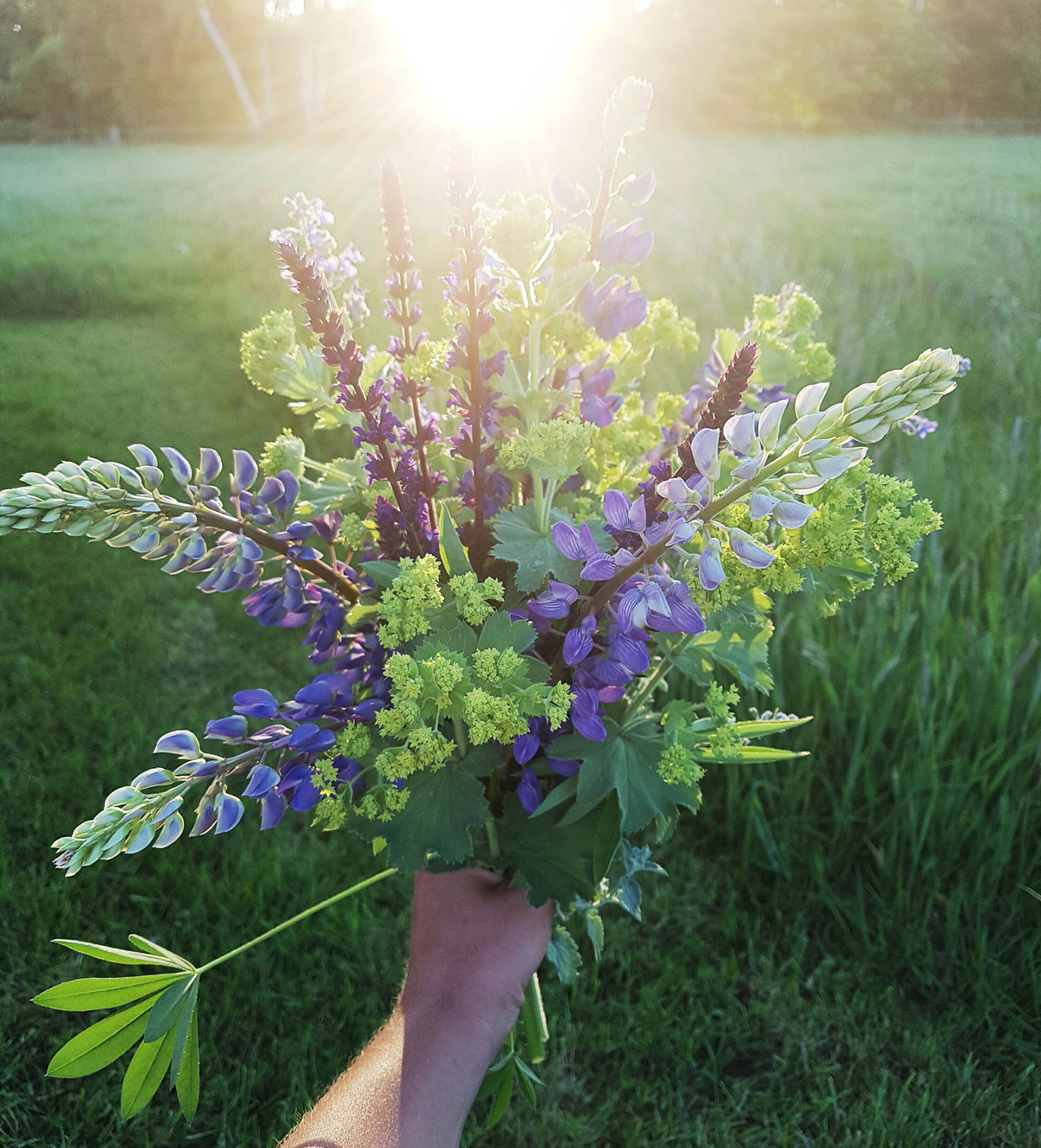 Lupinus polyphyllus (vaste lupine) - Bloemenzaad voor inheemse schaduw bloemen