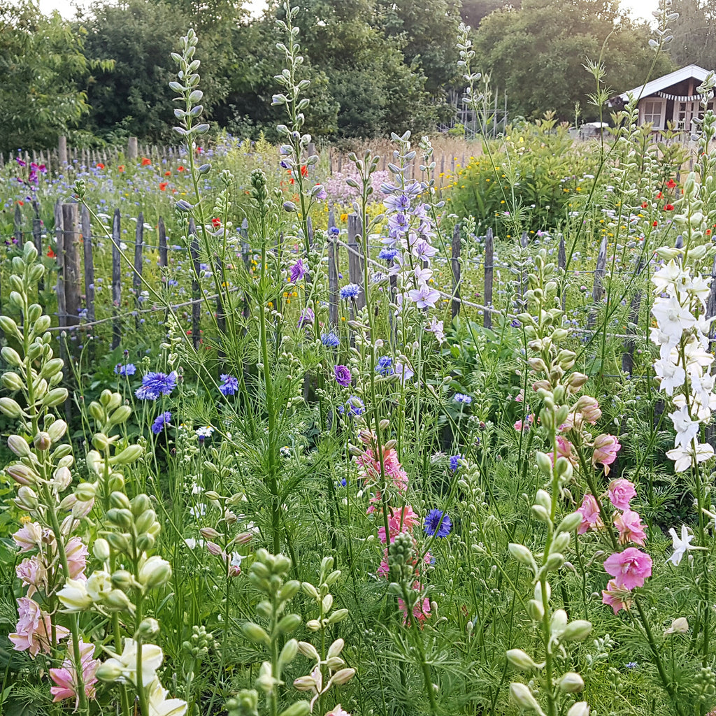 Delphinium consolida (ridderspoor mix) - Bloemenzaad voor in de zon
