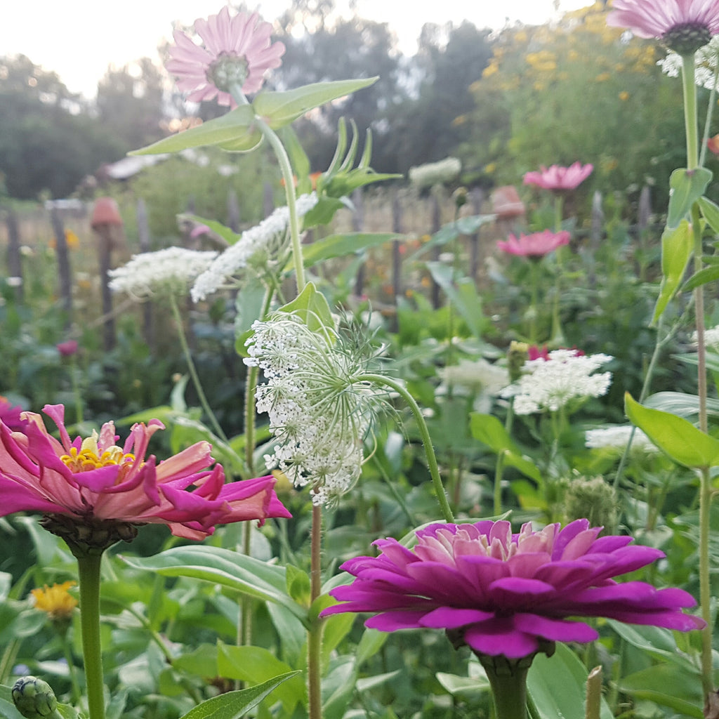 Zinnia elegans Do It Yourselves mix (Zinnia) - Bloemenzaad voor langbloeiende bloemen
