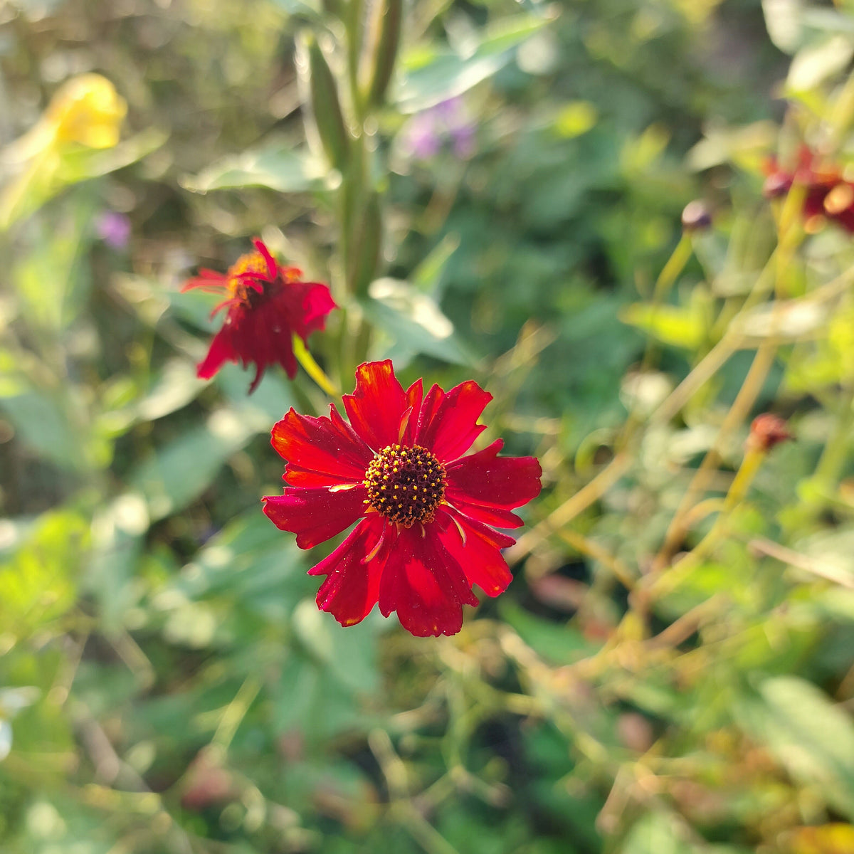 Coreopsis tinctioria 'Roulette' - meisjesogen