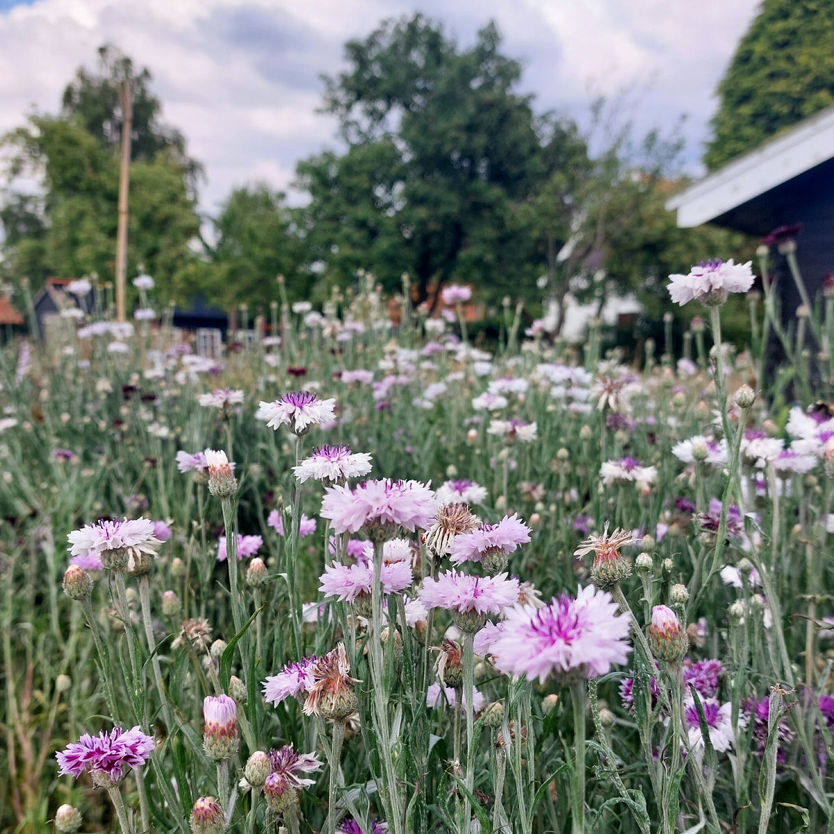 Centaurea cyanus 'Purple Magic' - korenbloem
