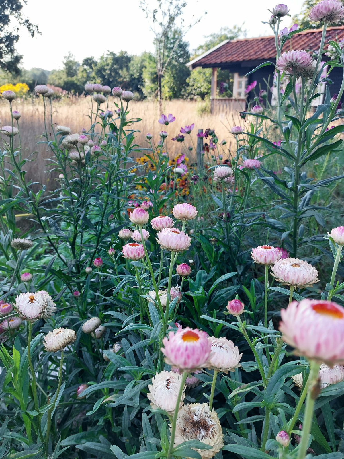 Helichrysum bracteatum Silvery Rose (strobloem) - Bloemenzaad voor langbloeiende bloemen