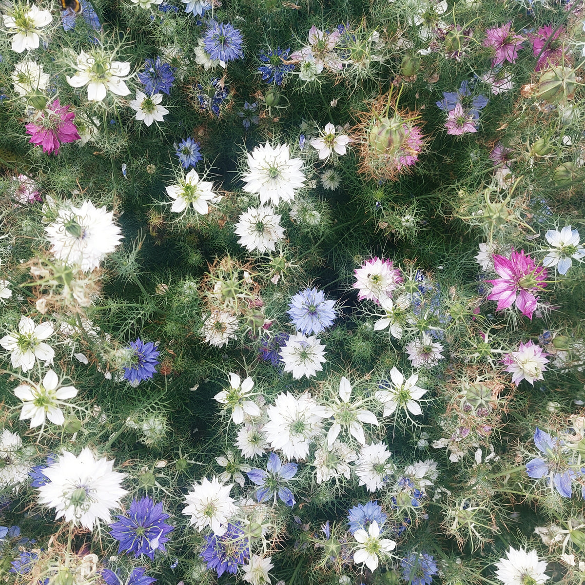 Nigella damascena 'Persian Jewels Mix' (juffertje in t groen) - Bloemenzaad voor lang bloeiende bloemen (kopie)