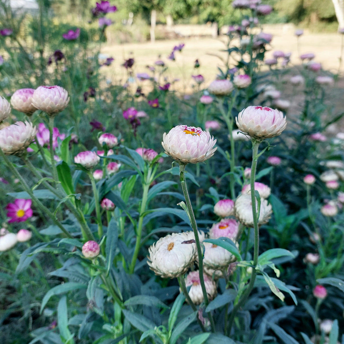 Helichrysum bracteatum Silvery Rose (strobloem) - Bloemenzaad voor langbloeiende bloemen