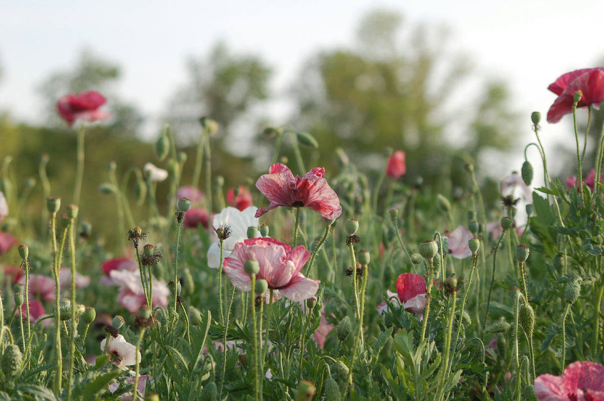 Papaver rhoeas 'Pandora' (klaproos) - Bloem voor insecten