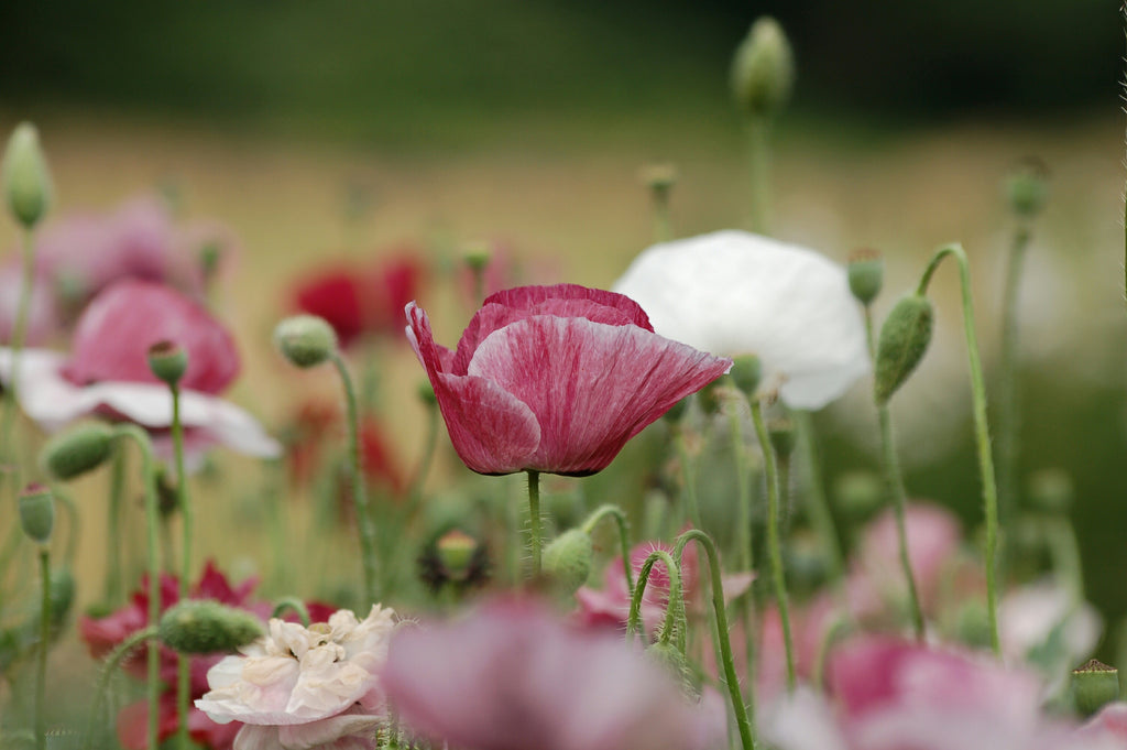 Papaver rhoeas 'Pandora' (klaproos) - Bloem voor insecten
