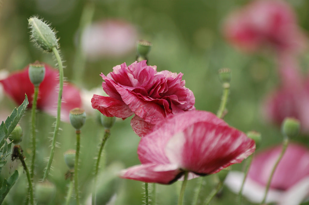 Papaver rhoeas 'Pandora' (klaproos) - Bloem voor insecten